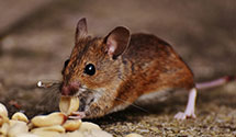 24 Hour & Emergency Exterminators in Osborn, ME